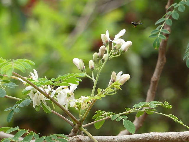 Moringa Powder and its Amazing Health Benefits